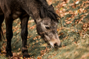 Cute little pony living in nature area 