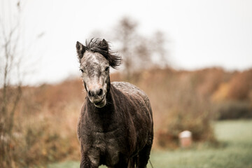 Cute little pony living in nature area 