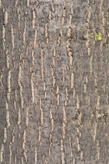 Broad-leaved lime bark detail