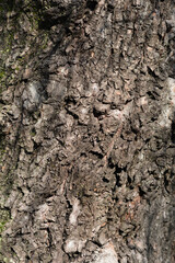 Dragons claw willow bark detail