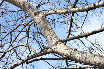 White poplar tree detail