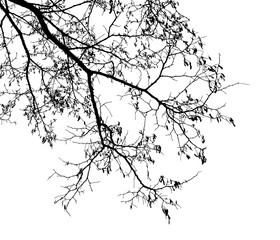 Natural tree branches silhouette on a white background. Natural branch on a white. 