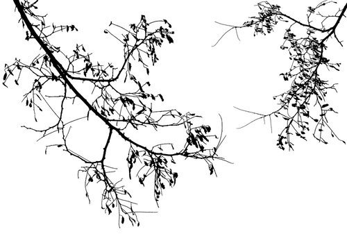 Natural tree branches silhouette on a white background. Natural branch on a white.
