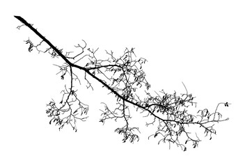 Natural tree branches silhouette on a white background. Natural branch on a white. 