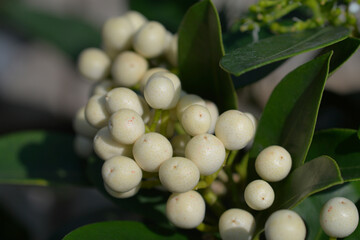 Skimmia OBerries White fruit