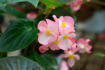 Begonia Big flowers