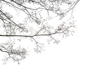Obraz premium Natural tree branches silhouette on a white background. Natural branch on a white. 