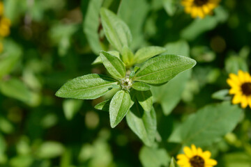 Mexican creeping zinnia flower bud