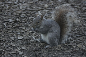 Ardilla comiendo nuez