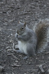 Squirrel eating