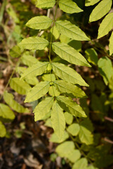 American wisteria leaves
