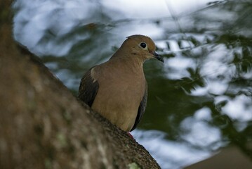 Mourning Dove