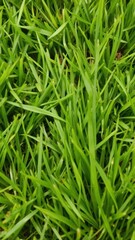 Obraz premium Close up of lush green grass textured background, perfect for nature or environmental themed designs, plant