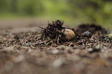 Mushroom emerging from dirt
