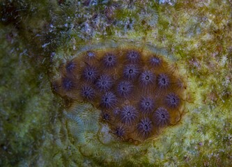 Fototapeta premium Piece of coral