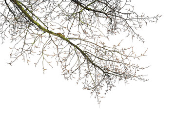 Obraz premium Natural tree branches silhouette on a white background. Natural branch on a white. 