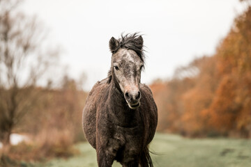 Cute little pony living in nature area 