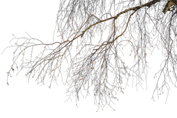 Natural tree branches silhouette on a white background. Natural branch on a white. 