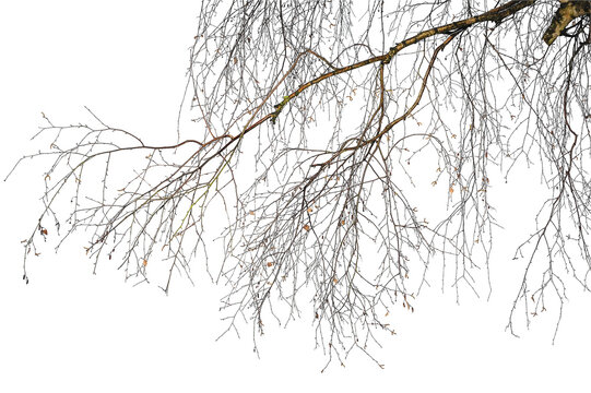 Natural tree branches silhouette on a white background. Natural branch on a white. 