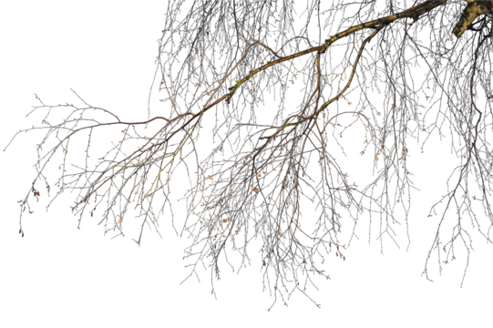 Natural tree branches silhouette on a white background. Natural branch on a white. 