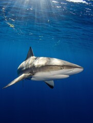 shark in the sea