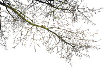 Natural tree branches silhouette on a white background. Natural branch on a white. 