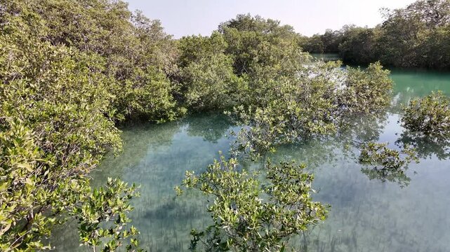 Mangroves natural habitat at Al Jubail Park in Abu Dhabi, UAE