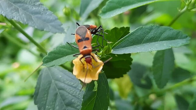 state potato beetle