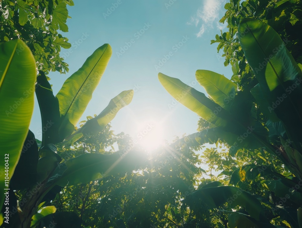 Poster Towering banana leaves reach skyward, illuminated by bright sunlight filtering through the canopy, creating a vibrant and inviting atmosphere in a tropical environment
