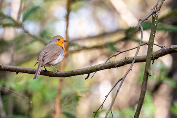 European robin - Rudzik ptak - Erithacus rubecula - Robin Perched on a Tree Branch in Winter