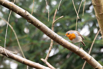 European robin - Rudzik ptak - Erithacus rubecula - Robin Perched on a Tree Branch in Winter
