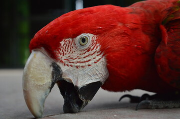Colorful parrot © Mica