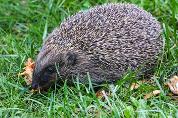 hedgehog in the grass