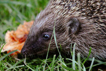 hedgehog in the grass