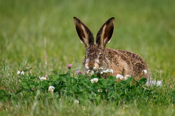 Feeding hare in clover. Young European brown hare, Lepus europaeus, grazing clover blossoms on...