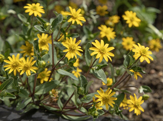 Fleurs de Sanvitalia