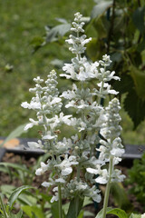 Sauge farineuse (Salvia farinacea)	