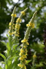 ビロードモウズイカ