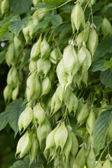 Koelreuteria paniculata	
