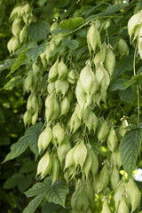 Koelreuteria paniculata	
