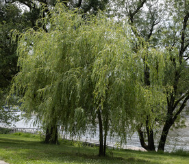 Saule pleureur en bord de rivière	
