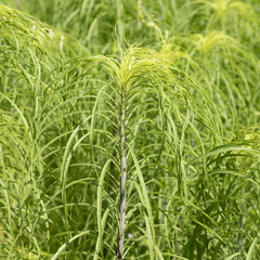 Gros plan du feuillage d'Helianthus salicifolius