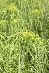 Gros plan du feuillage d'Helianthus salicifolius