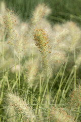 Pennisetum villosum	