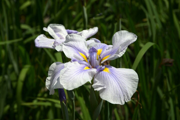 深海の色　花菖蒲
