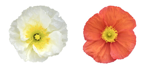 Pavots d'Islande rouge et blanc