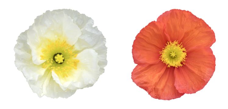 Pavots d'Islande rouge et blanc