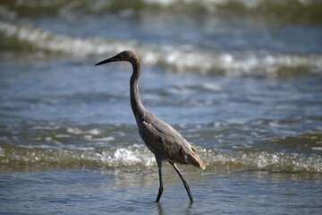 Great Blue Heron on the beach waves, ocean, blue sky 