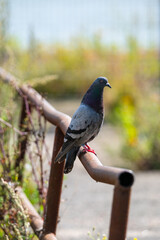 Pigeon perching on a rusty metal handrail.