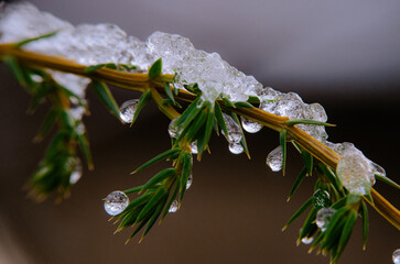 ice on a branch